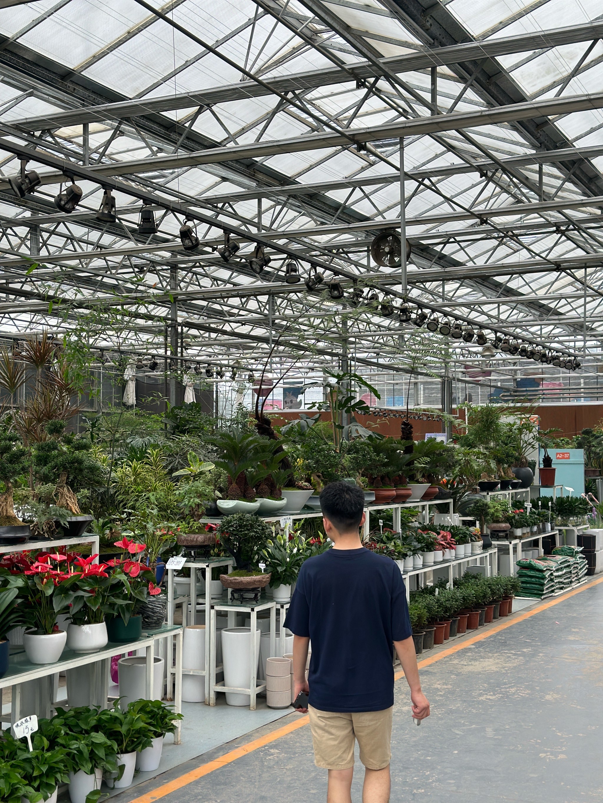 郫县沙西线这边的花卉市场也太便宜了吧!冲!