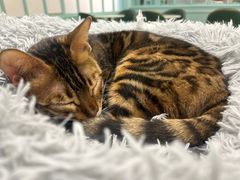 -安格丽娜·狗咖·猫咖羊驼咖(春熙路百盛商场店)