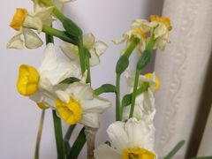 -双季花艺园艺市场(浦东店)