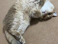 -喵的天空名猫咖啡馆·撸猫·猫舍·用品