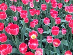 iphone_upload_pic-保利石象湖景区