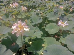 -莲花池公园