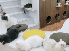 -COLOR PETS 撸猫馆·购猫·猫咖(长风大悦城店)