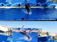 -上海海昌海洋公园