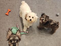 -有喵·猫咖·狗咖·40+猫狗有小奶狗(岗厦店)