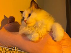-猫十亿·布偶金渐层·曼基康矮脚猫舍(青年路店)