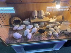 -花鸟鱼虫鲜花绿植市场(玉泉路店)