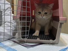 -宠爱国际动物医院·消化内科·心肾内科·ISFM猫友好(望京店)