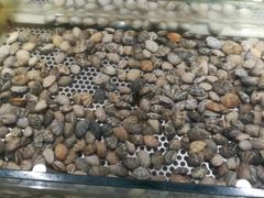 花蛤-金权道韩式自助烤肉(嘉华国际店)