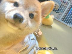 -逗柴咖啡屋·狗咖猫咖宠物桌游