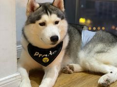 -Husky Go! 哈士奇体验馆·宠物咖啡厅狗咖