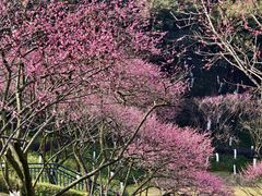 -重庆彩云湖湿地公园