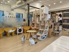 -有喵·猫咖·狗咖·30几只猫10只小狗(岗厦店)