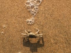 -普陀山风景名胜区-千步大沙