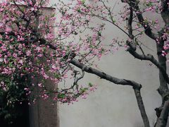 -留园
