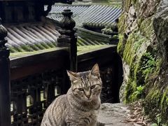 -青城山