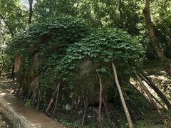 -白水寺森林公园
