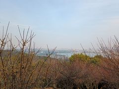 -香雪海