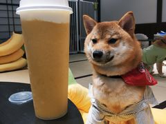 -逗柴咖啡屋·狗咖猫咖宠物桌游