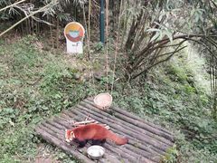 -都江堰中华大熊猫苑