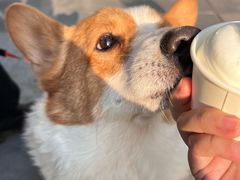 -DQ·蛋糕·冰淇淋(川沙东海岸店)