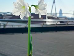-曲阳花鸟市场(曲阳路店)