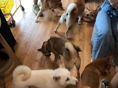 -柴犬高等学院·狗咖·柴犬售卖·宠物训练