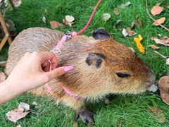 -J Create城市露营咖啡·简餐·宠物(上海动物园店)