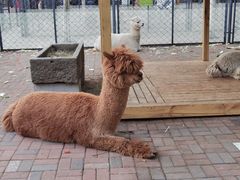 -长白岛森林公园