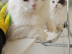 -怪兽屋·羊驼·猫咖·狗咖(俊华广场店)