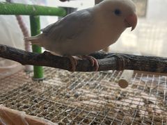 -吉丁鸟咖·异宠·寄养