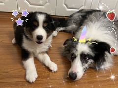 -翊宠yipet猫狗购宠庄园犬舍•猫舍