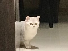 -四月宠物医院·猫专科·心脏专科·内科(转塘店)