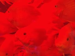 -三旗百汇商品城