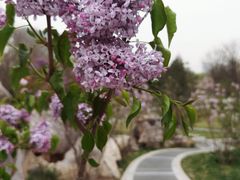 -西海子公园