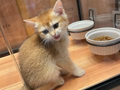 -袖虎·猫馆(体育西路店)
