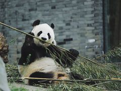 -都江堰中华大熊猫苑