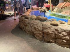 -正佳雨林生态植物园