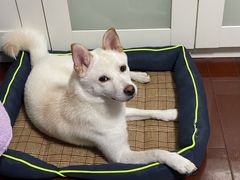 -逗柴咖啡屋·狗咖猫咖宠物桌游