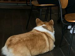 -肥朵食堂(带梦胡同店)