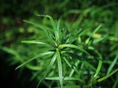 -美斯烘焙培训学院•蛋糕•面包•咖啡(宝安校区)