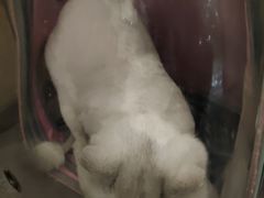 -半岛宠物医院24小时(科华中路店)