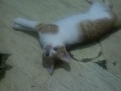 黄黄宝贝-瑞派·关忠动物医院·猫专科·犬专科(三环新城店)