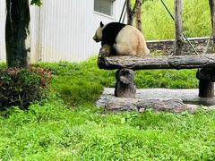 -卧龙中华大熊猫苑神树坪基地