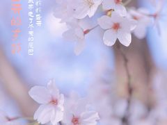 -高东镇樱花园