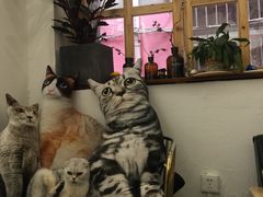 -豆老板的猫咖啡(碑林博物馆店)