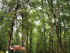 -合肥滨湖国家森林公园