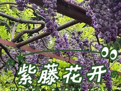 -嘉定紫藤园