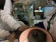 -成都民大动物医院