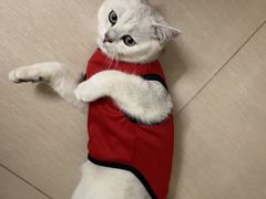 -lincat·猫舍(广州店)